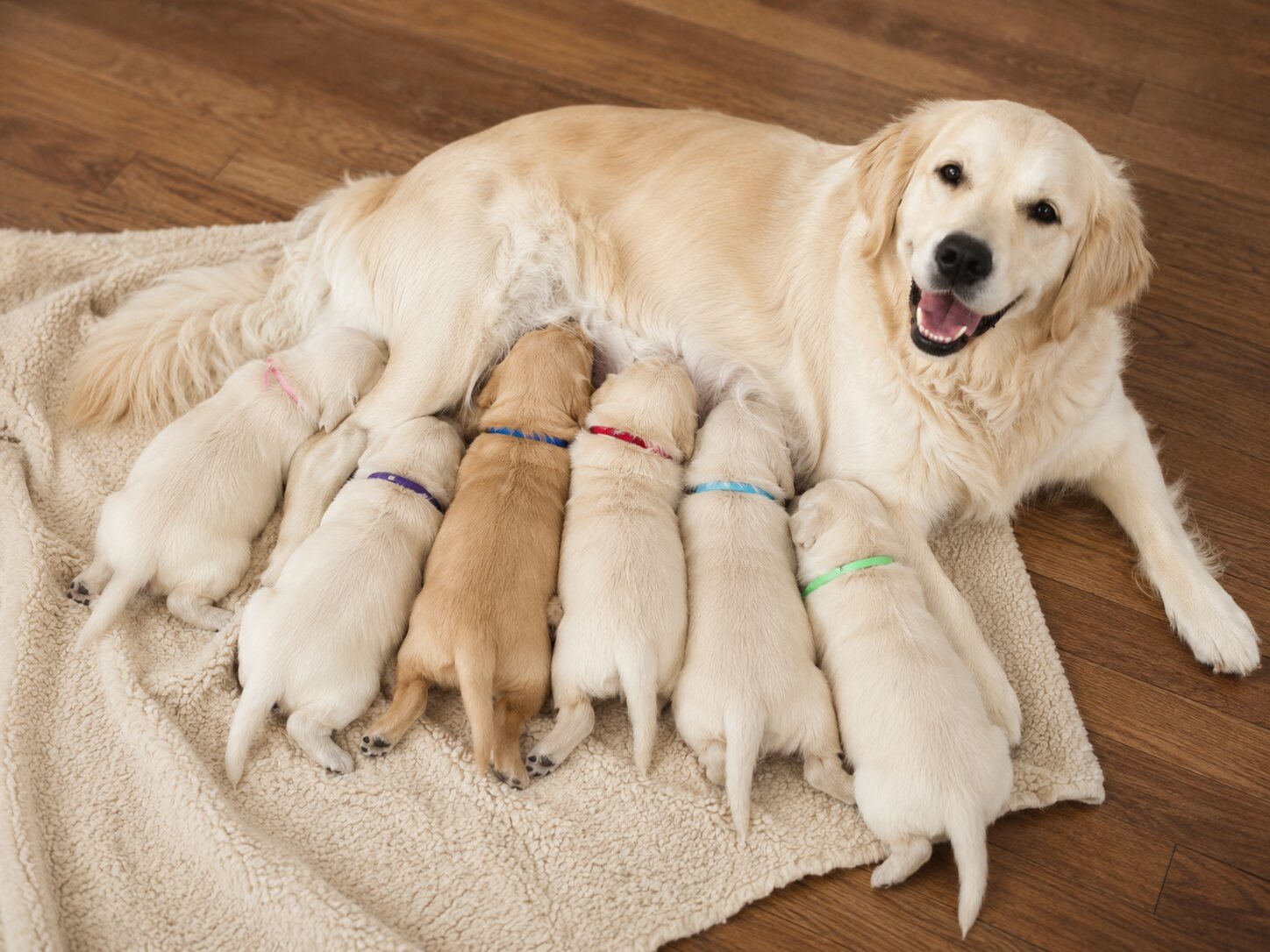 Cachorros Golden Retriever preparados para la entrega a partir de 9 semanas