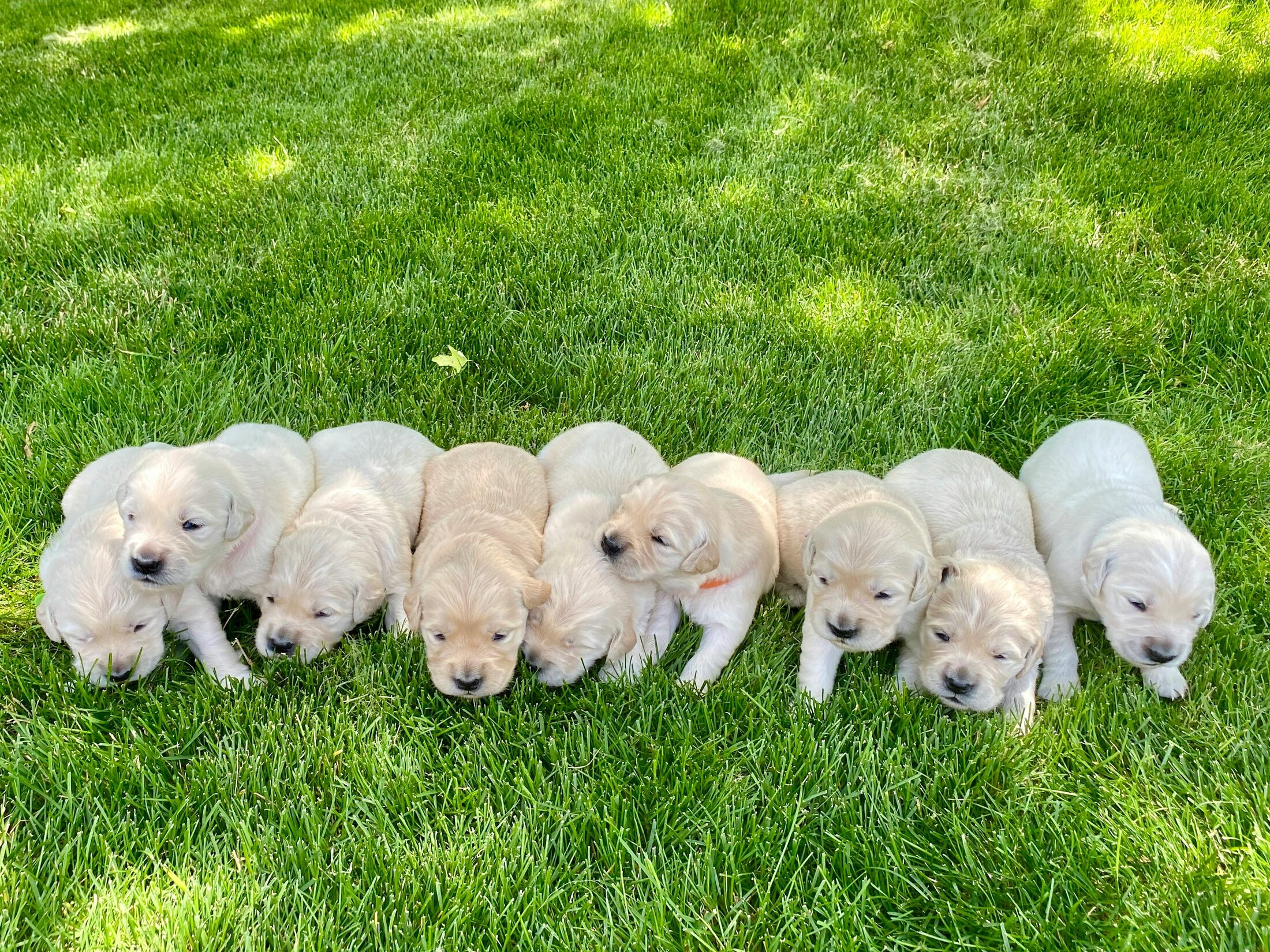Camada de cachorros Golden Retriever en el jardín