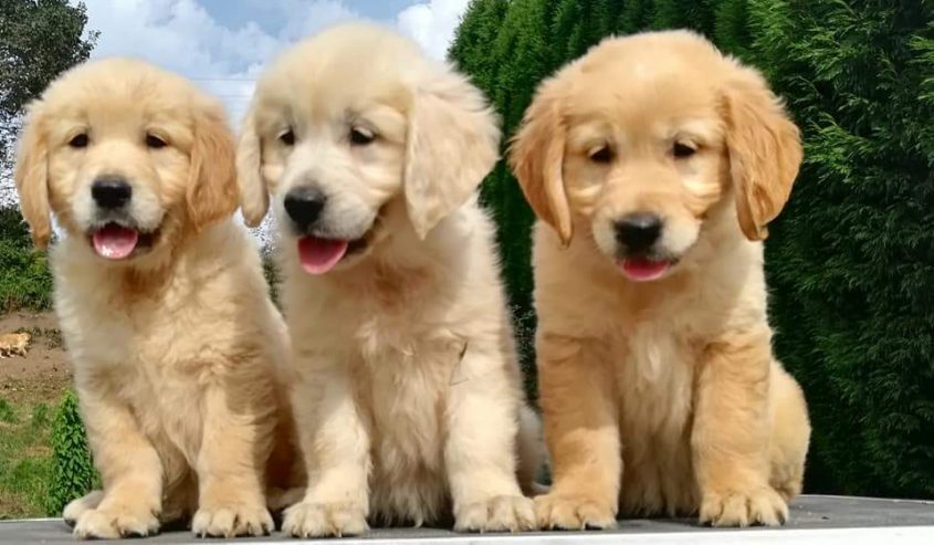 Cachorros Golden Retriever con documentación y entrega preparada