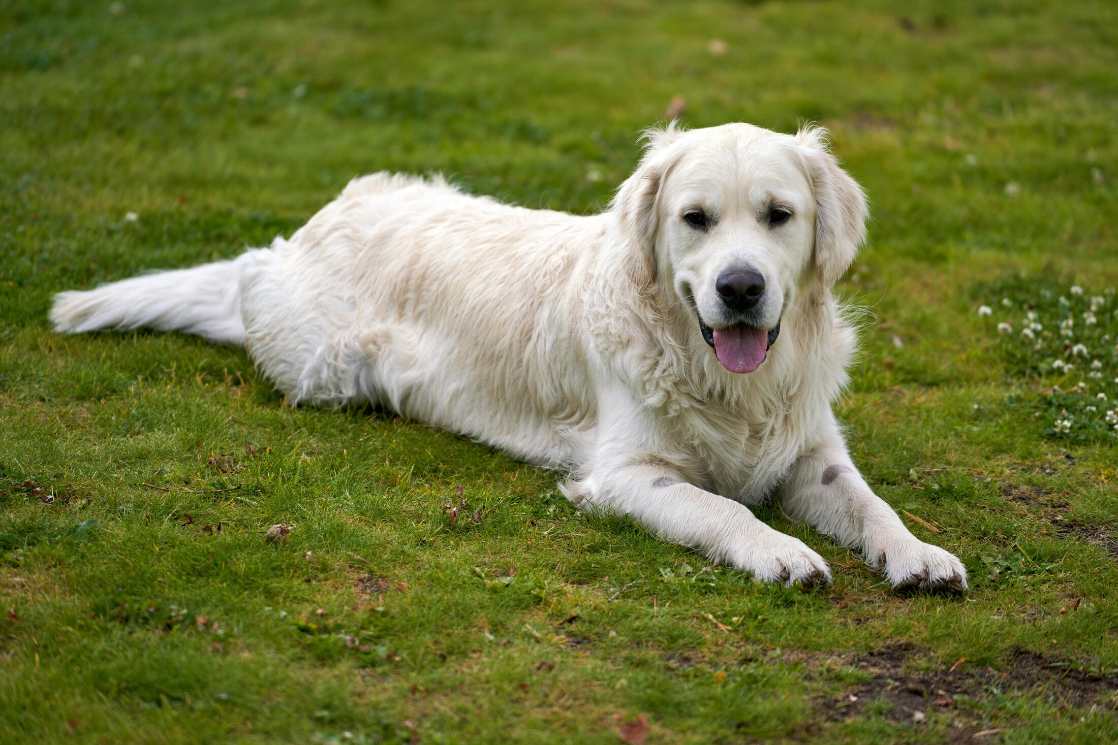 Golden Retriever relacionado con salud y selección responsable