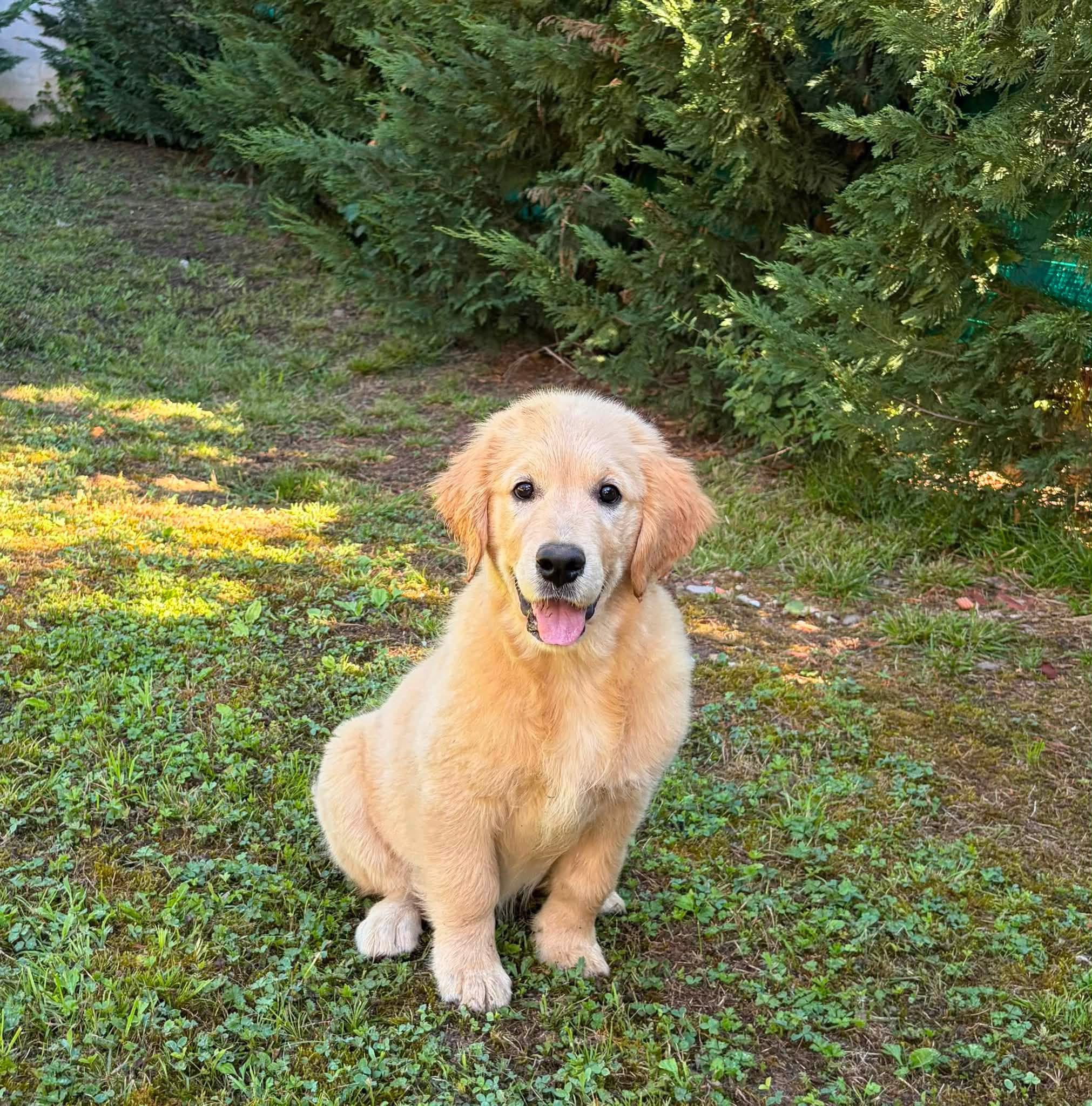 Terra Di Siena Winnie the Pooh (ELA), cachorra